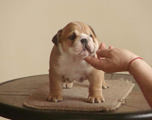 Photo №1. english bulldog - for sale in the city of Šiauliai | negotiated | Announcement № 1358