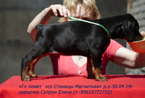 Additional photos: Dobermans-puppies, kennel & quot; from Magnitnaya Stanitsa & quot;