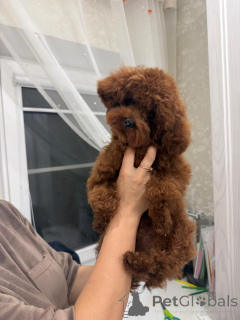 Photo №2 to announcement № 155082 for the sale of poodle (dwarf) - buy in Russian Federation 