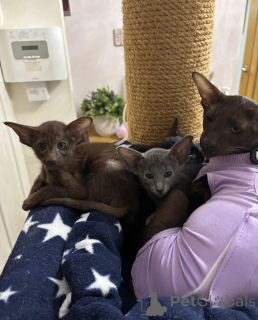 Photo №1. oriental shorthair - for sale in the city of Quinto | 361$ | Announcement № 169326