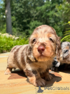 Photo №1. dachshund - for sale in the city of Dublin | negotiated | Announcement № 160275