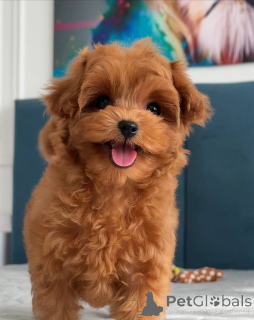 Photo №1. maltese dog - for sale in the city of Amsterdam | 1135$ | Announcement № 163962