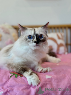 Photo №2 to announcement № 155569 for the sale of ragdoll - buy in Switzerland private announcement