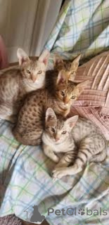 Photo №1. ocicat - for sale in the city of Vienna | 599$ | Announcement № 163811