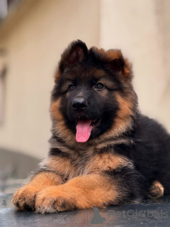 Photo №1. german shepherd - for sale in the city of Sance Paulo | 500$ | Announcement № 168018