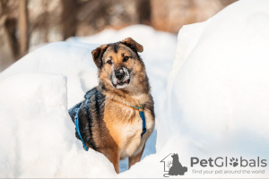 Photo №2 to announcement № 130126 for the sale of non-pedigree dogs - buy in Russian Federation from the shelter