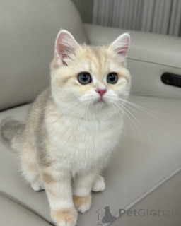 Photo №1. british shorthair - for sale in the city of Trawl | negotiated | Announcement № 157999