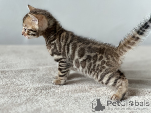 Additional photos: Bengal kittens from titled parents