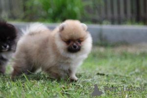 Photo №1. pomeranian - for sale in the city of Kirov | 1143$ | Announcement № 7196