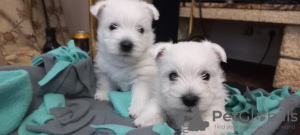 Additional photos: Best West Highland White Terrier puppies for sale