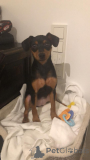 Photo №2 to announcement № 134864 for the sale of miniature pinscher - buy in Luxembourg 