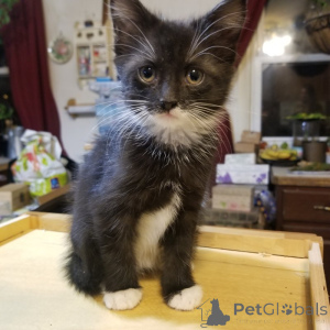 Photo №4. I will sell maine coon in the city of Hannover. private announcement, from nursery, from the shelter, breeder - price - 471$