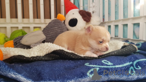 Photo №2 to announcement № 143480 for the sale of non-pedigree dogs - buy in Austria breeder