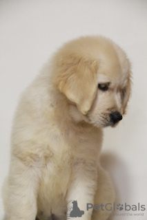 Photo №4. I will sell golden retriever in the city of Khmelnitsky. from nursery, breeder - price - negotiated