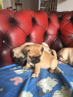 Photo №2 to announcement № 106747 for the sale of pug - buy in Germany private announcement, breeder