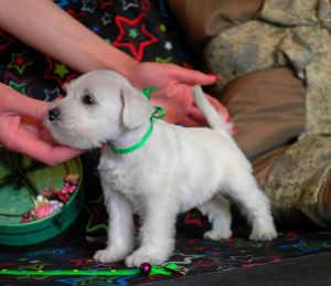Photo №3. Kennel RKF (FCI) "Limerinew" offers for sale puppies white miniature. Russian Federation