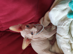 Photo №4. I will sell sphynx-katze in the city of Omsk. breeder - price - negotiated