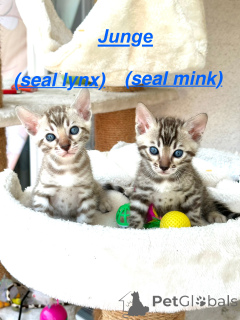 Photo №2 to announcement № 146423 for the sale of  - buy in Germany breeder