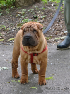 Photo №1. shar pei - for sale in the city of Kaluga | negotiated | Announcement № 52635