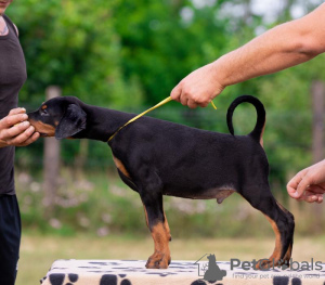 Additional photos: Doberman puppies