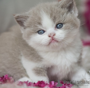 Additional photos: British shorthair