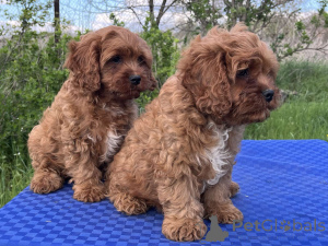 Photo №4. I will sell kavapu in the city of Kiev. private announcement, from nursery, breeder - price - 518$