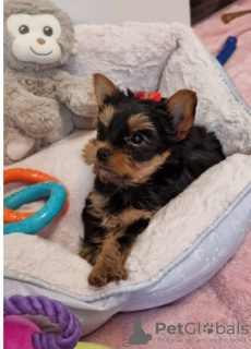 Additional photos: Yorkie puppies for sale