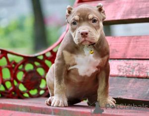 Photo №2 to announcement № 116994 for the sale of american bully - buy in Poland private announcement