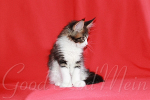 Additional photos: Maine Coon. Kittens