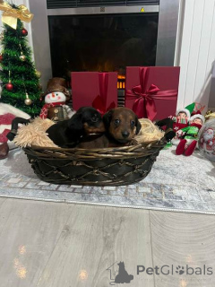 Photo №2 to announcement № 161026 for the sale of dachshund - buy in Serbia 