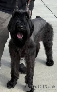 Photo №2 to announcement № 172788 for the sale of giant schnauzer - buy in Denmark 