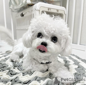 Photo №2 to announcement № 115732 for the sale of bichon frise - buy in Croatia private announcement