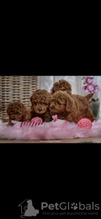 Photo №1. poodle (dwarf) - for sale in the city of Belgrade | negotiated | Announcement № 116794