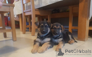 Photo №3. Registered German Shepherd Puppies. Germany