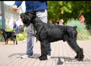 Photo №1. giant schnauzer - for sale in the city of Minsk | 9$ | Announcement № 105554