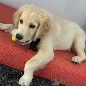 Photo №1. golden retriever - for sale in the city of Liberec | Is free | Announcement № 83199