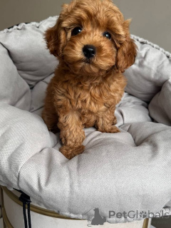 Photo №4. I will sell poodle (toy) in the city of Arpela. private announcement - price - 516$