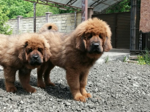 Photo №2 to announcement № 6688 for the sale of tibetan mastiff - buy in Russian Federation 