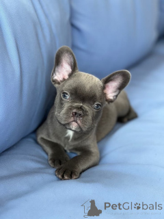 Photo №2 to announcement № 157877 for the sale of french bulldog - buy in Germany from the shelter, breeder