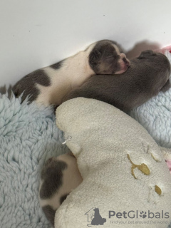 Photo №3. Chiots Bouledogue Français KC enregistrés Bleu & Faon et Bleu et Blanc. Germany