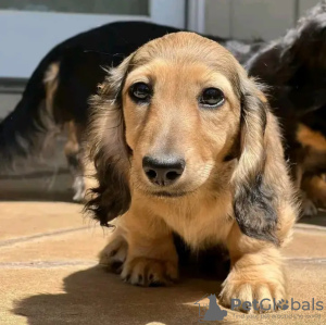 Photo №3. Toilet trained dachshunds. Estonia