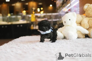 Photo №2 to announcement № 154336 for the sale of poodle (toy) - buy in United States breeder