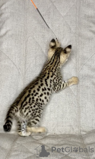 Photo №1. savannah cat - for sale in the city of Москва | 10349$ | Announcement № 26093