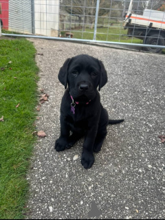 Photo №2 to announcement № 171690 for the sale of labrador retriever - buy in Switzerland private announcement