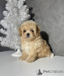 Photo №1. poodle (toy) - for sale in the city of Helsinki | 568$ | Announcement № 163102