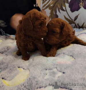 Additional photos: Red toy poodle, female