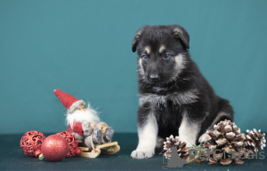 Photo №2 to announcement № 128581 for the sale of east-european shepherd - buy in Latvia private announcement, breeder