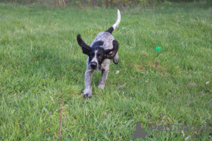 Additional photos: German Wirehaired Pointer