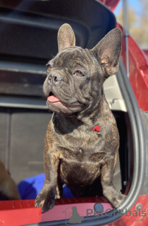 Photo №1. french bulldog - for sale in the city of Almaty | negotiated | Announcement № 14144