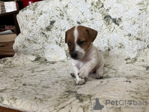 Photo №4. I will sell jack russell terrier in the city of Narva. from nursery - price - 1268$